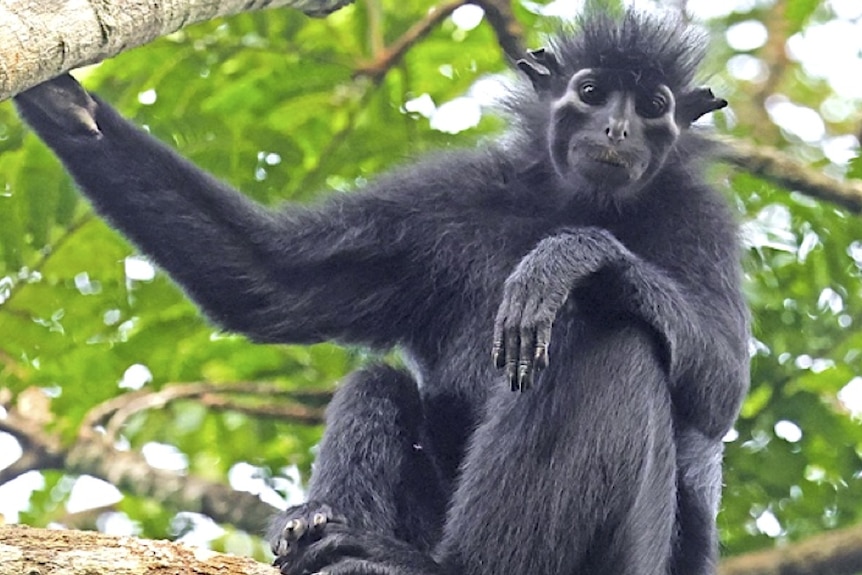 A black monkey sits in the tree.