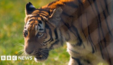 Rare Amur tiger Ginger Biscuit settles into new Woburn home - BBC