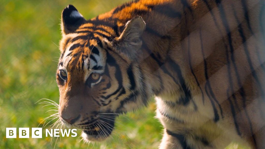 Rare Amur tiger Ginger Biscuit settles into new Woburn home - BBC
