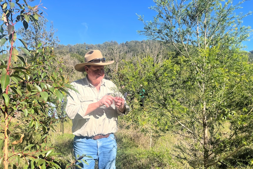 Farmer inspects a baby tree planted two years ago to help stabilise a creek bank in the Norther Rivers