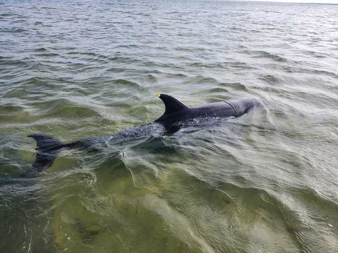 Dolphins stranded 7.14 dolphins stranded 7.14