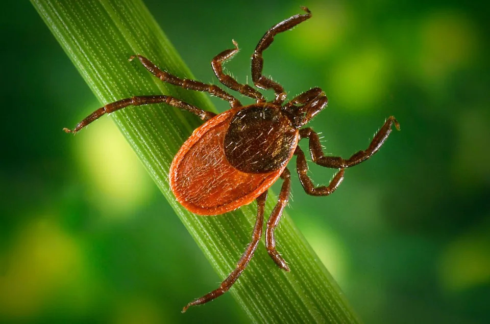 The blacklegged tick.Credit: courtesy NASA