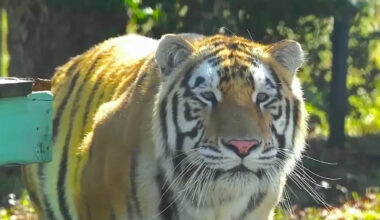 After years in a tiny cage, this tiger finally gets 3 acres to just be a tiger in Texas