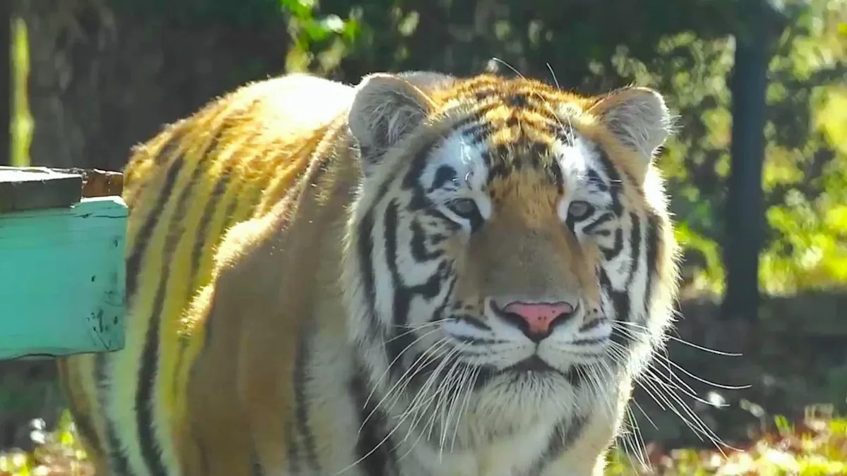 After years in a tiny cage, this tiger finally gets 3 acres to just be a tiger in Texas