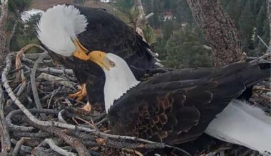 California bald eagle Jackie’s home saved with last-minute donation