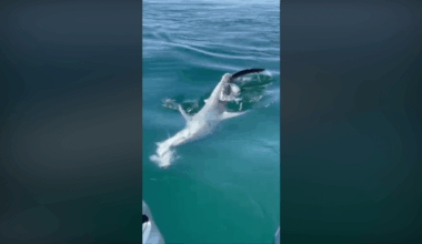 Watch: Shark tears apart striped bass as kids reel in catch