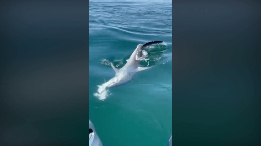 Watch: Shark tears apart striped bass as kids reel in catch
