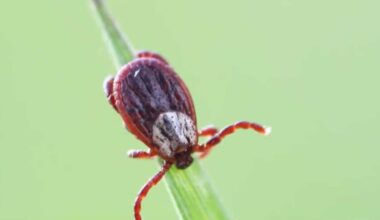 More tick bites are happening closer to home