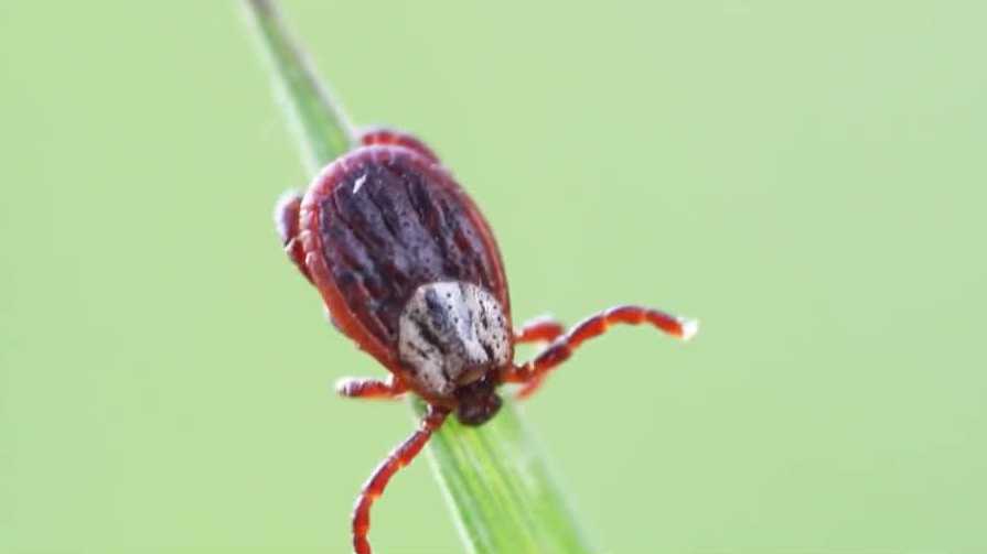 More tick bites are happening closer to home