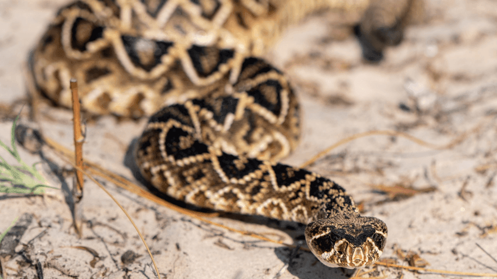 Eastern Diamond-backed Rattlesnake