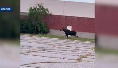 Moose spotted trotting through NH mall parking lot