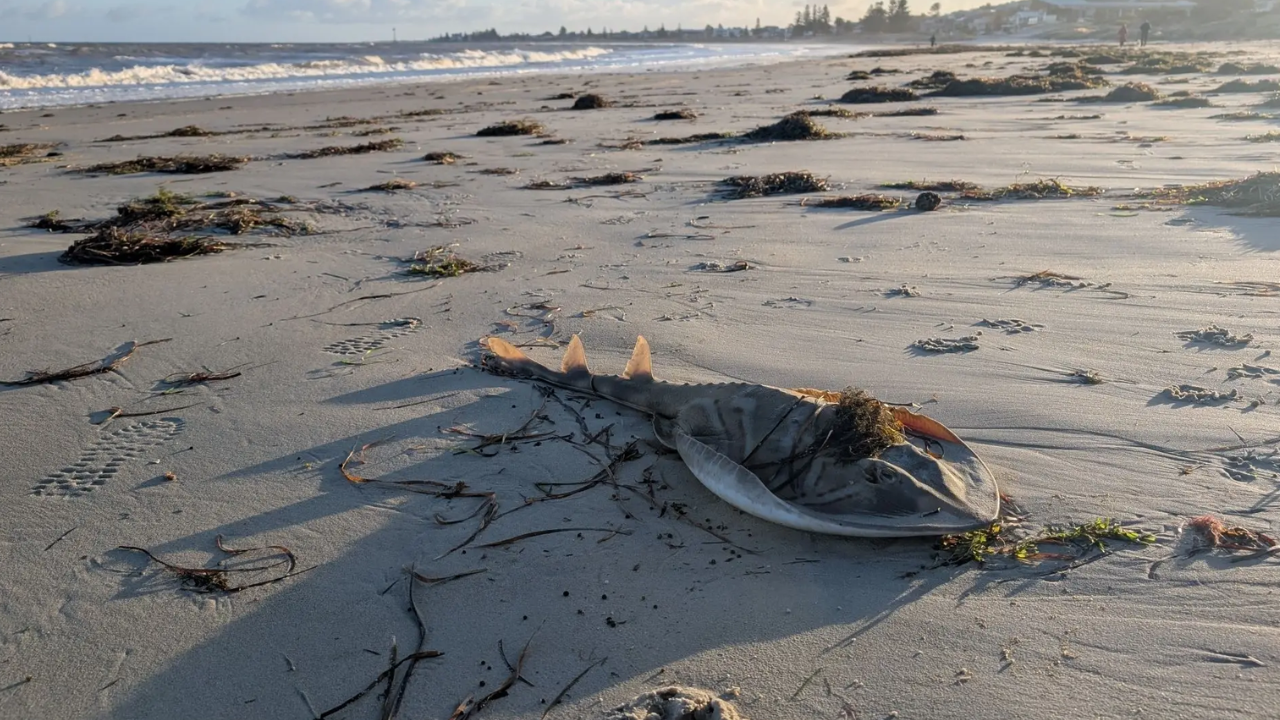 Experts outline human drivers of harmful SA algal bloom