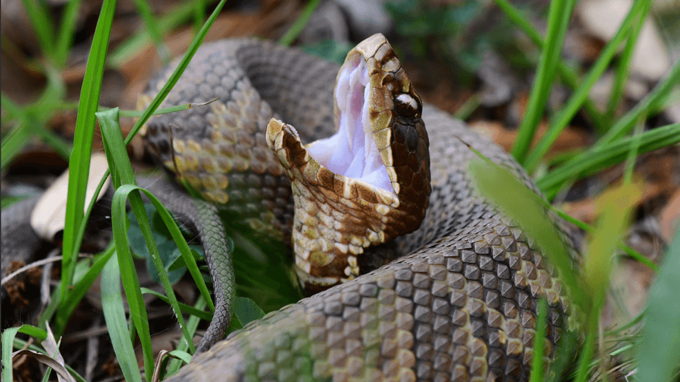 Northern Cottonmouth