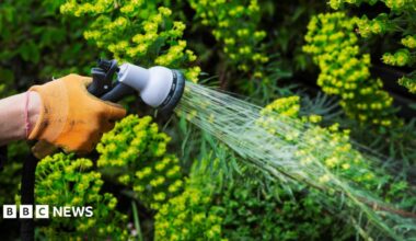 A gardener watering plants in a flowerbed using a water hose. You can see a hand wearing an orange glove.