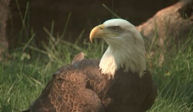 Ohio Wildlife Center caring for 2 injured young eagles