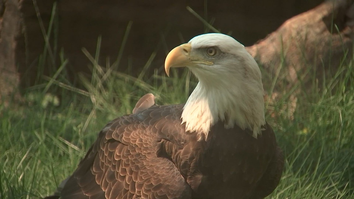 Ohio Wildlife Center caring for 2 injured young eagles