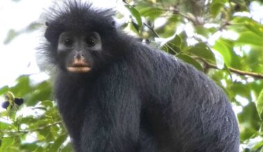New monkey species with orange lips discovered after years of searching