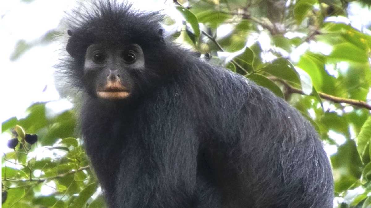 New monkey species with orange lips discovered after years of searching