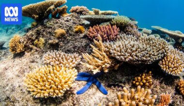 Great Barrier Reef avoids 'in danger' listing in World Heritage Committee draft decision
