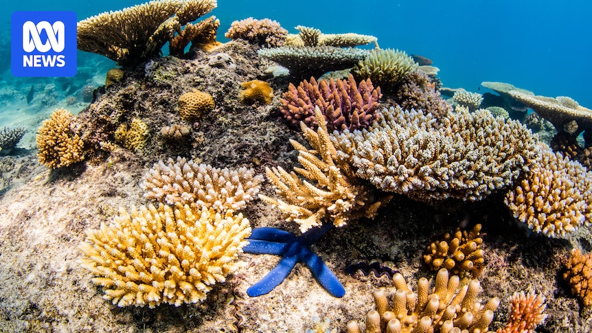 Great Barrier Reef avoids 'in danger' listing in World Heritage Committee draft decision