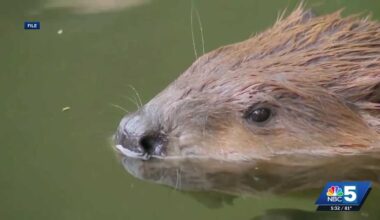 Rabid beaver confirmed near Turtle Island after July 4 attack