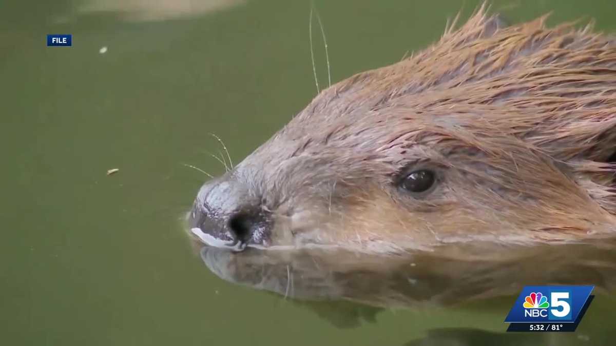 Rabid beaver confirmed near Turtle Island after July 4 attack