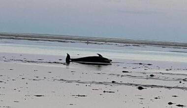 Record-setting dolphin stranding reported on Cape Cod