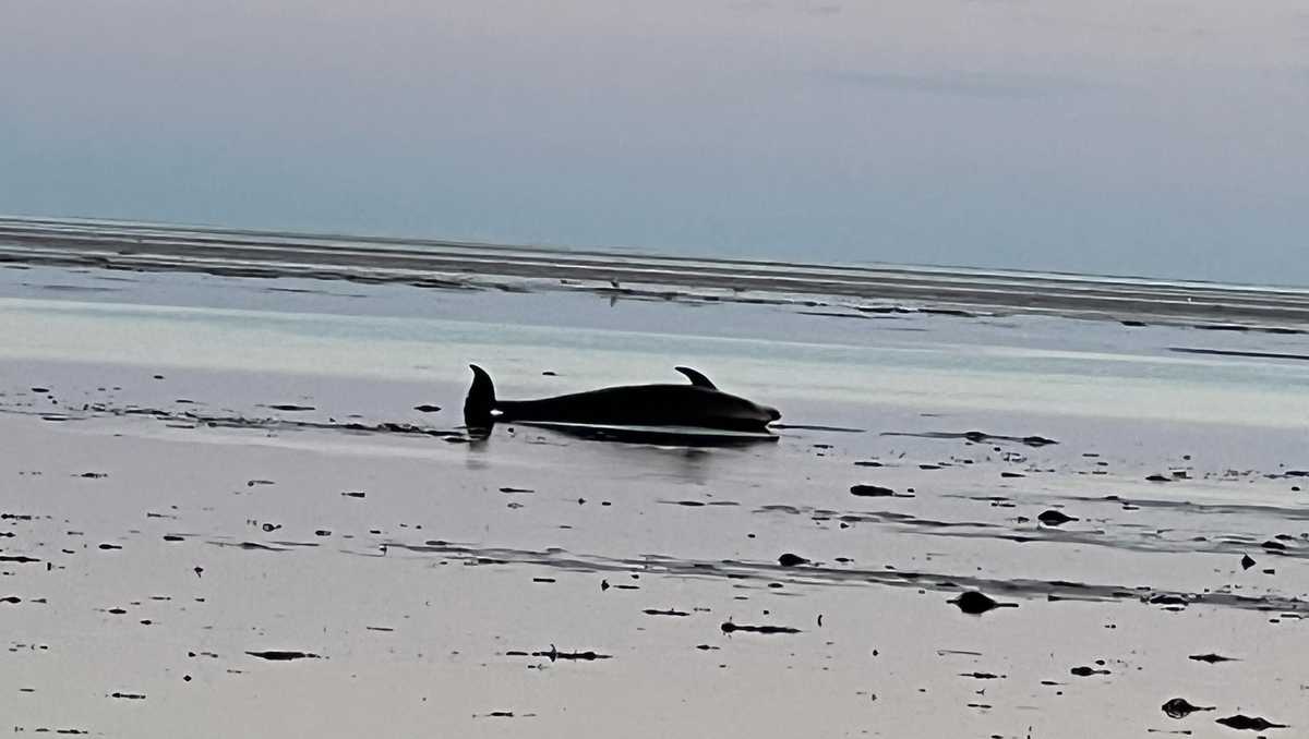 Record-setting dolphin stranding reported on Cape Cod