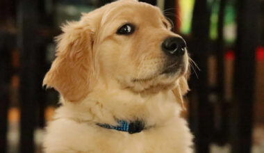 Golden Retriever Gets a 'Naughty' Report Card From Day Care — and the Photos Are Priceless