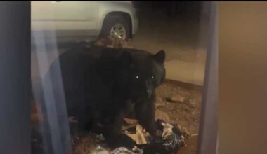 Bear sightings reported near Sandia Mountains spark safety reminders