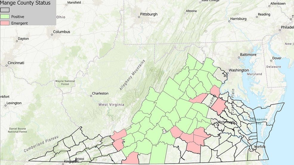 Bear Mange in Virginia (DWR)