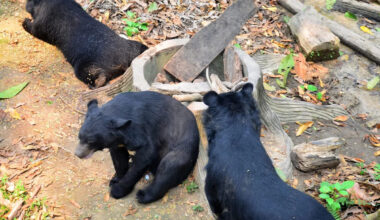 Laos authorities rescues 27 moon bears from illegal bile farm disguised as a zoo