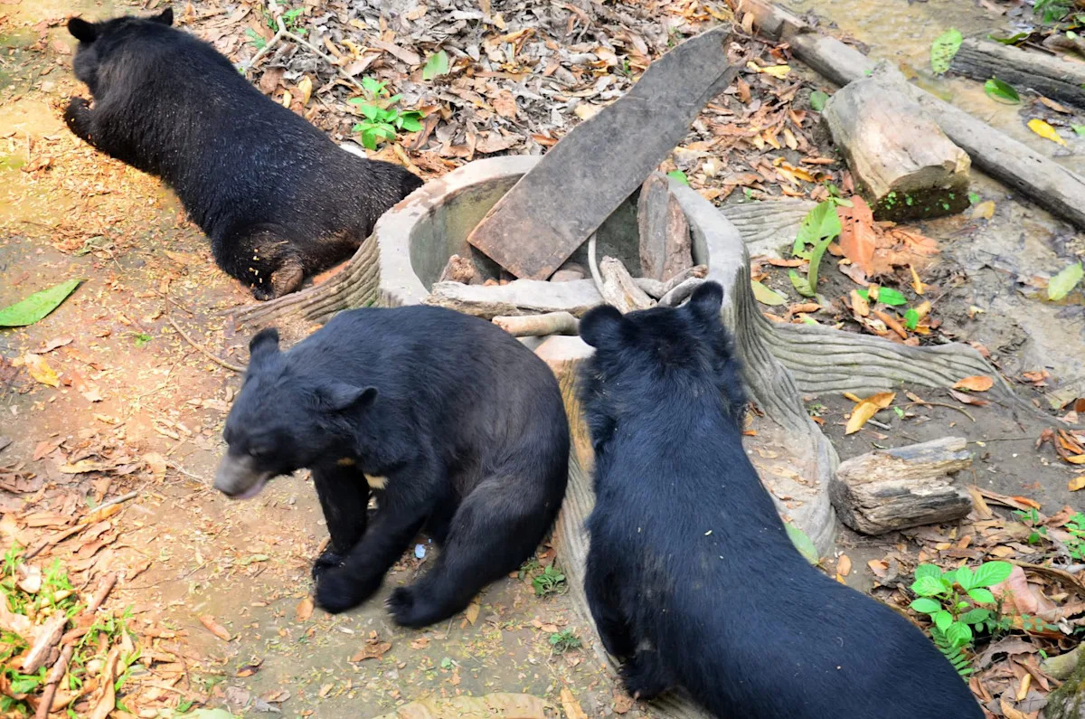 Laos authorities rescues 27 moon bears from illegal bile farm disguised as a zoo