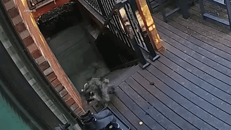 Jimothy the raccoon may have other short-spined friends, wildlife experts say (Screenshot from video courtesy of JONAS H via CNN Newsource)