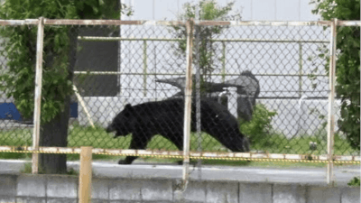 Bear invades elderly couple's home, empties fridge in Northern Japan
