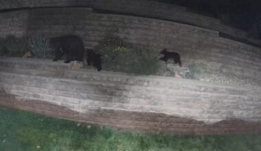 Colorado bear activity surges in Douglas County as drought pushes wildlife into Front Range