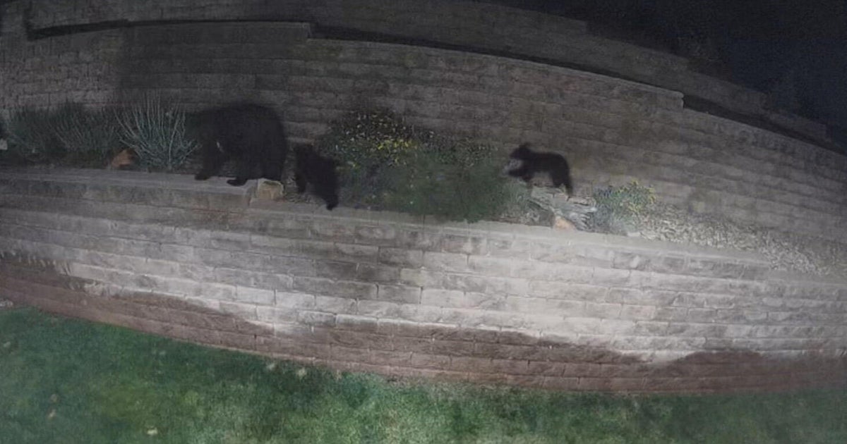 Colorado bear activity surges in Douglas County as drought pushes wildlife into Front Range