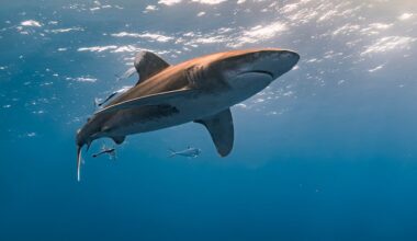 Shark Conservation and Management in the United States