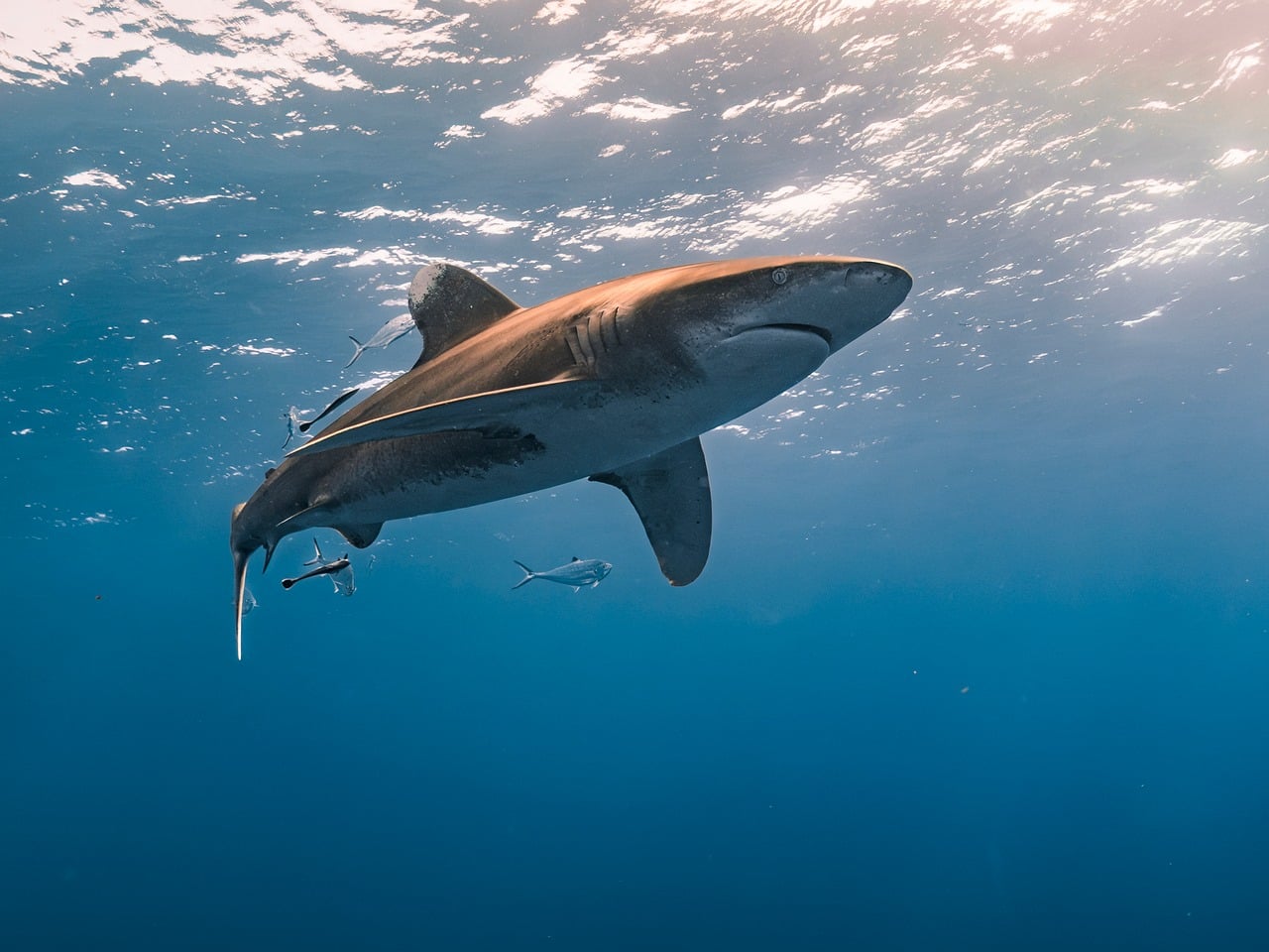Shark Conservation and Management in the United States