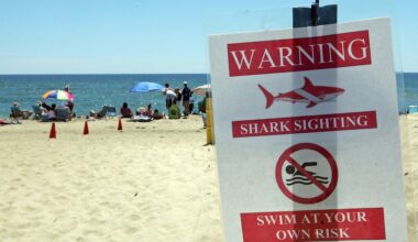 Shark sightings in unusual locations prompt questions, intrigue