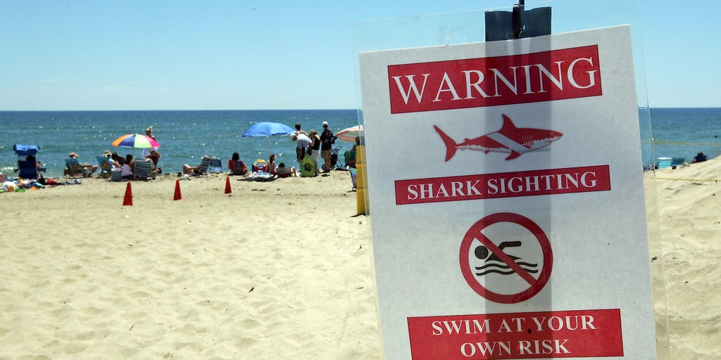 Shark sightings in unusual locations prompt questions, intrigue