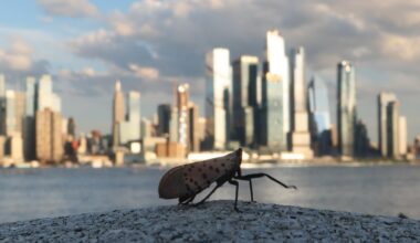 The lanternflies are here. Is it okay to stomp them?