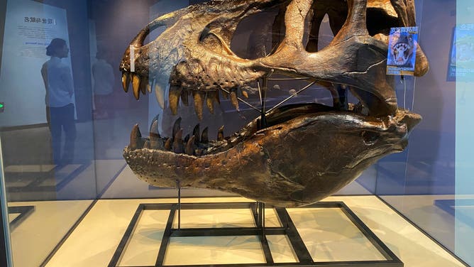 This photo taken on April 28, 2026 shows a skull model of a Tyrannosaurus at the "A Special Exhibition for the King of Dinosaurs" at the Natural History Museum of China in Beijing, capital of China.