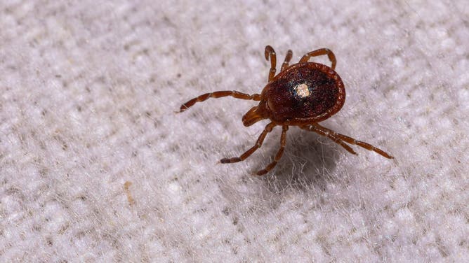 Aquinnah, MA - May 18: A lone star tick crawls across Tick biologist Patrick Roden-Reynolds' tick drag in the backyard of a home during a tick survey on May 18, 2026.
