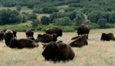 Colorado conservationists to reintroduce bison to Highlands Ranch Backcountry Wilderness Area