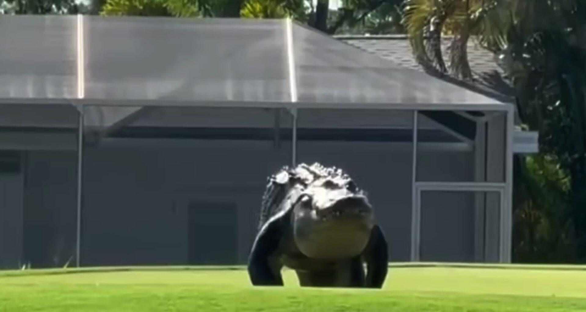 A large alligator walking across a green lawn with a building in the background.