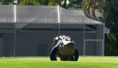 A large alligator walking across a green lawn with a building in the background.