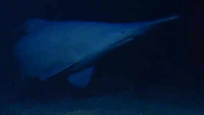 Scientists have filmed a rare 125-million-year-old goblin shark alive in its natural deep-sea habitat for the first time, revealing a new depth record and a wider Pacific range