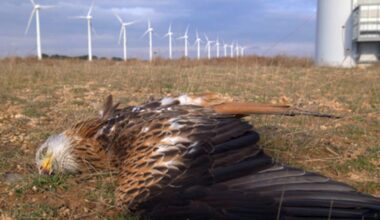 Wyoming Wind Turbines Killed More Than 23,000 Birds And Bats Last Year