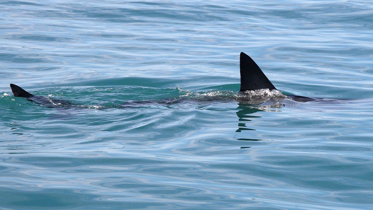 Great white shark swims in the water near Gansbaai, South Africa.
